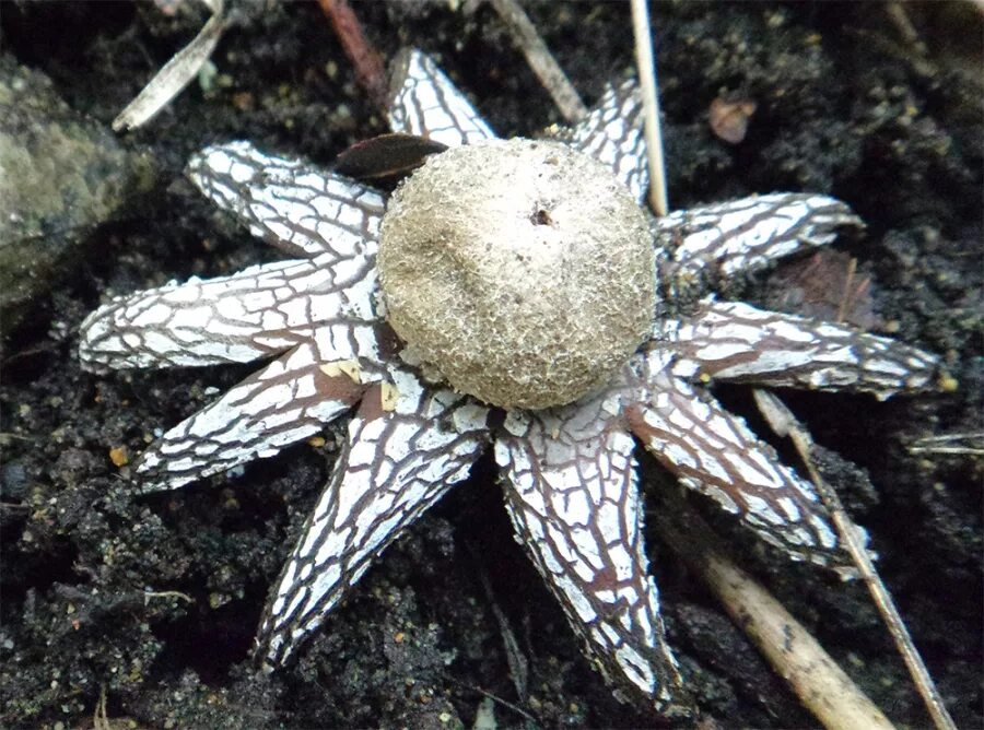 Гриб звезда. Звездовик (geastrum). Гриб звездовик. Гриб звезда. Гриб звезда.