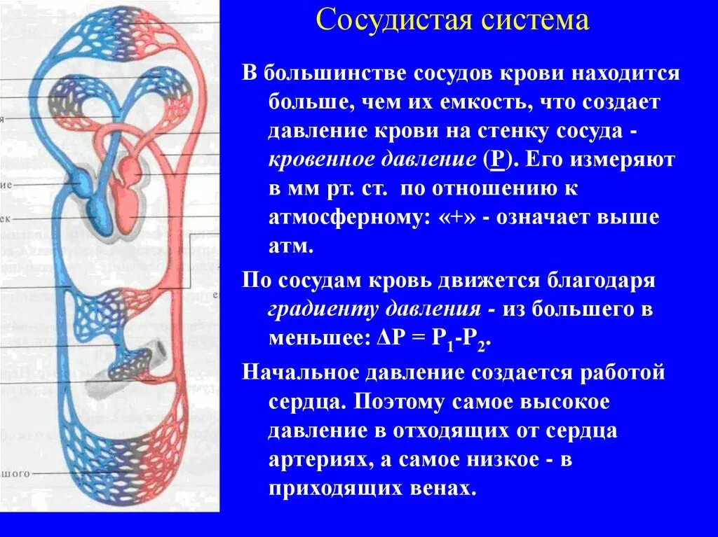 Система кровообращения. Давление в кровеносных сосудах. Давление крови в артериях. Гемодинамика кровеносной системы сосуды. Кровь в сосудах движется под высоким давлением