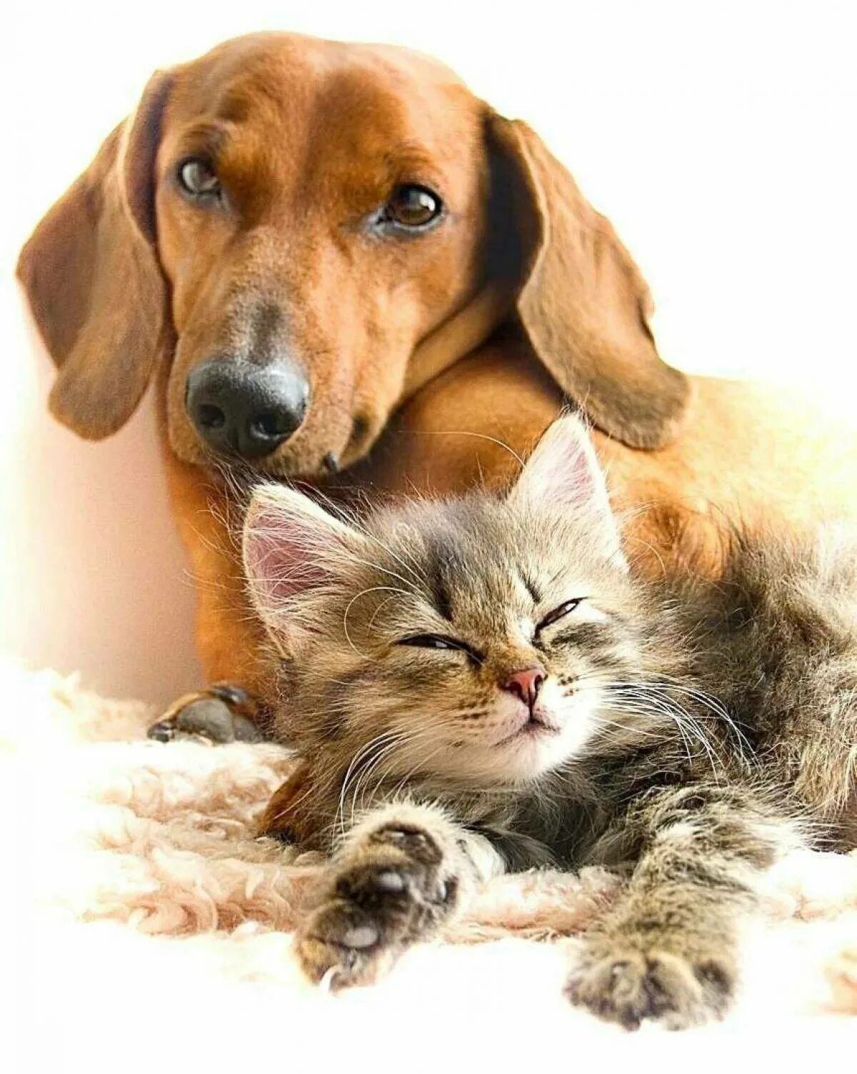 Кошка. Домашний питомец. Собачки и кошечки. Собака и кошка вместе. Животные кошки собаки щенки