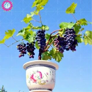 Виноград в горшке