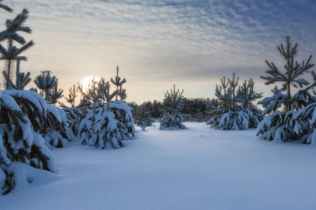 Пейзаж сосны в снегу. Зимний пейзаж снег небо сосны. Елки Удмуртия пейзаж. Сосны в снегу фото. Природная зона продолжительная морозная зима