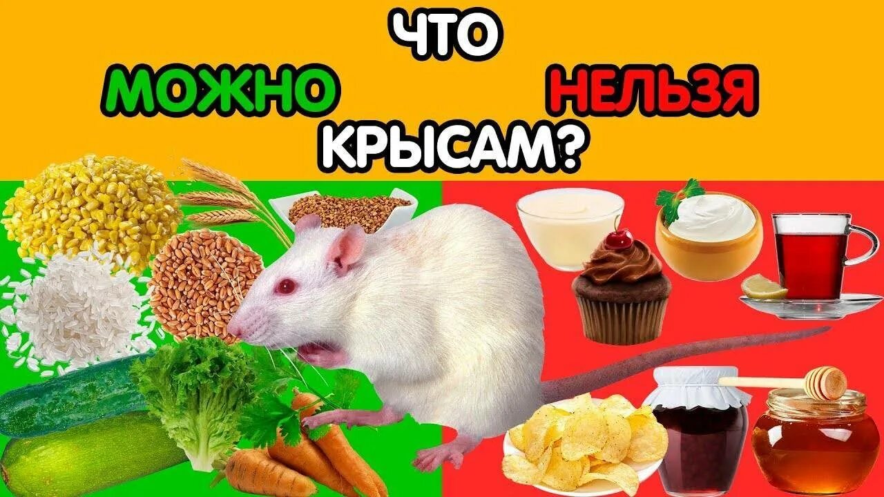 Можно крысам редиску. Что можно давать крысам. что нельзя крысам. что можно кушать крысам. что нельзя есть крысам домашним.