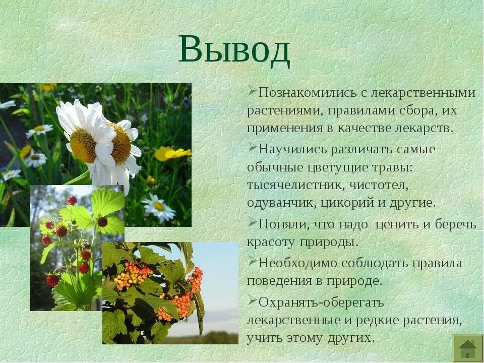 Сообщение об использовании растений человеком. Проект лекарственные травы. проект лекарственные растения. сообщение о растении. растения для презентации.