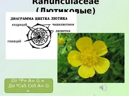 Генеративные органы лютика едкого выберите все цифры