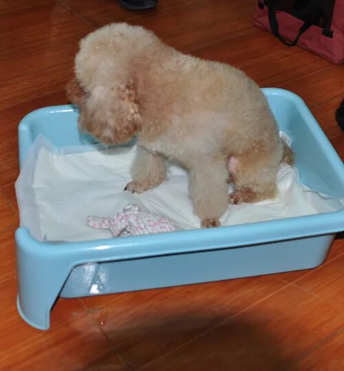 Приучить собаку к туалету. Туалет для собак triol p652 52х40х15 см. Как приучить пуделя к пеленке. Как приучить пуделя к пеленке. Пудель какает.