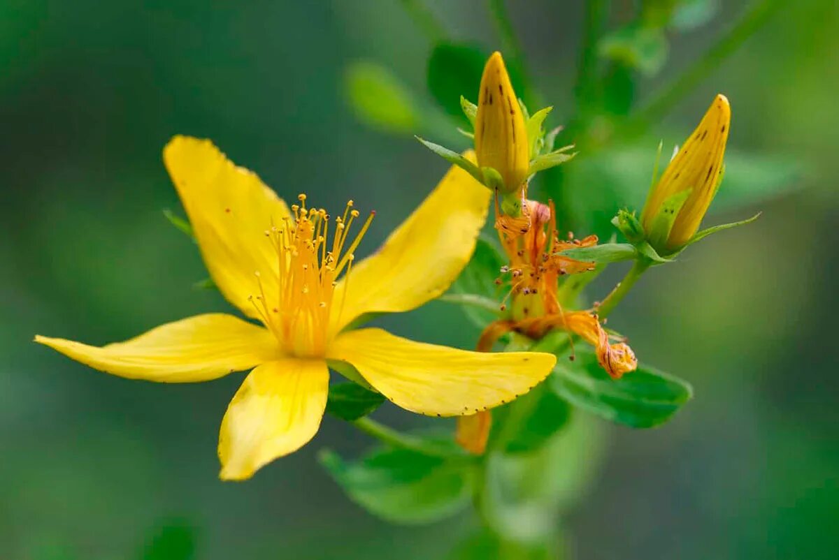 Зверобой продырявленный (обыкновенный). Зверобой (Hypericum). Зверобой обыкновенный Hypericum perforatum. Зверобой продырявленный с. Золотодолинский.