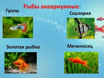 Проект рыбка