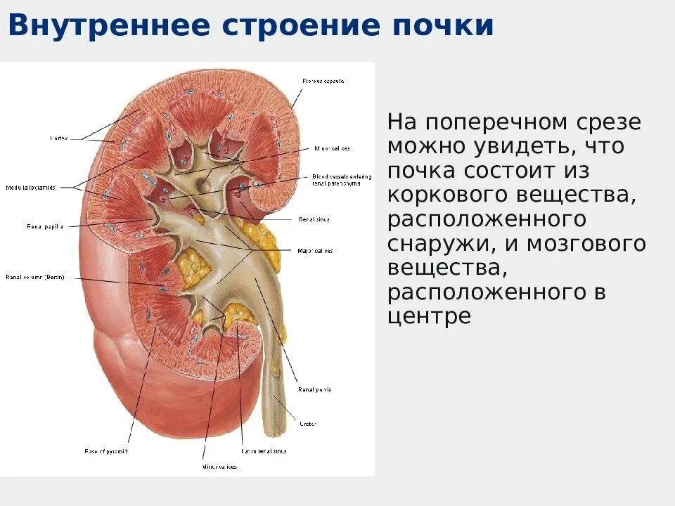 Поперечный срез почки строение. Внутреннее строение почки анатомия. Корковое вещество почки анатомия. Мозговое вещество почки анатомия.