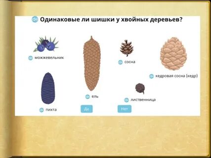 Пословица шишки хвойных деревьев раскрываются