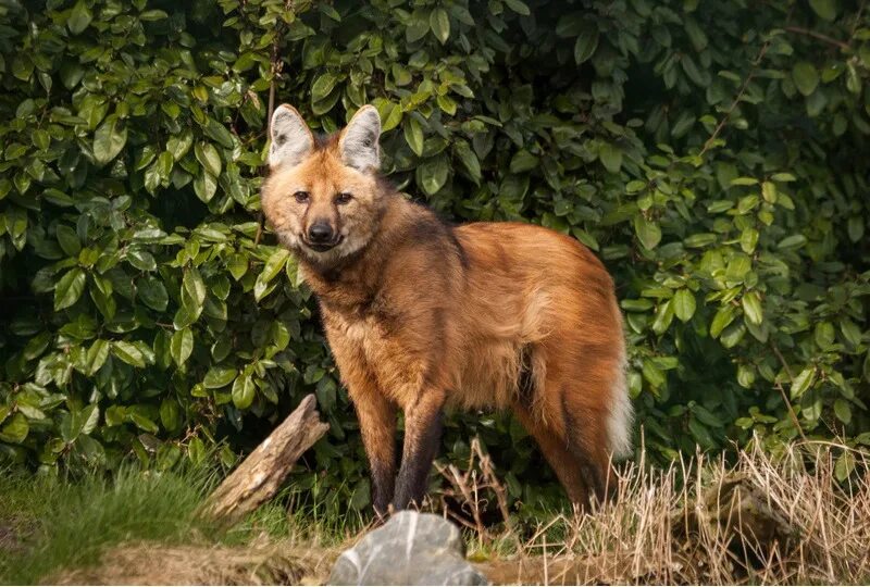 Гривистый волк псовые. Волк вид семейство вид. Гривистый волк. Род волка. Майконг, саванновая лисица, лисица-крабоед (cerdocyon thous).