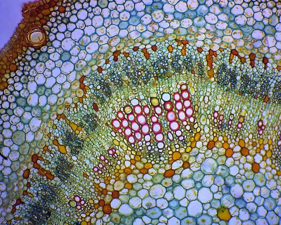 микрофотографии тканей растений. микрофотография поперечного среза хвои сосны. поперечный срез листа традесканции. микропрепарат поперечного среза стебля. срез стебля гидрофитов.