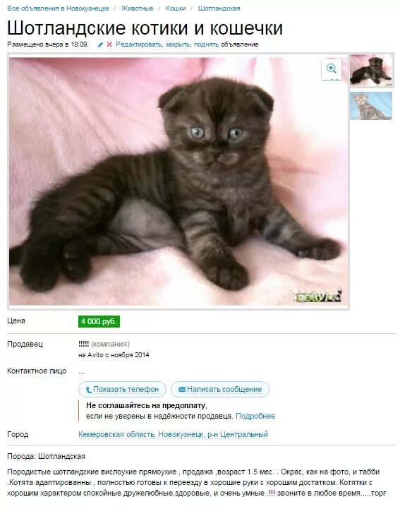 Авито объявления котята. Объявления про котят. продаются котята объявление. объявление о продаже котят. текст объявления о продаже кошки.