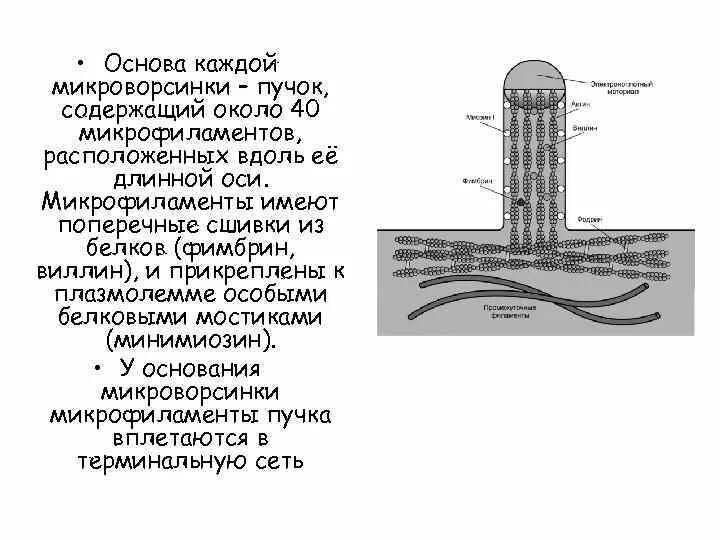 Морфофункциональная характеристика микроворсинки.. Микроворсинки цитология. Схема строения микроворсинки. Строение реснички и микроворсинки. Микроворсинки это