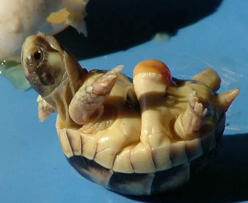 Рождения черепахи. Яйца красноухой черепахи. Черепашьи яйца. Новорождённая черепашка. Род черепахи.