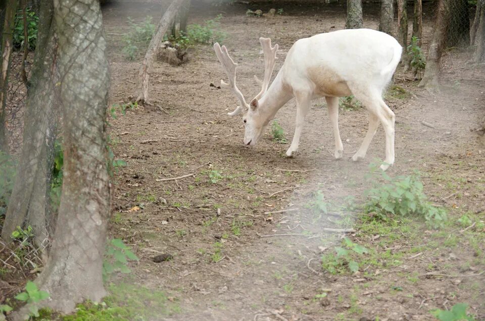 Зоосад обитатели могилевский. Зоосад могилев. Животные в буйничах. Могилёвский буйничи зоосад. Животные могилев.