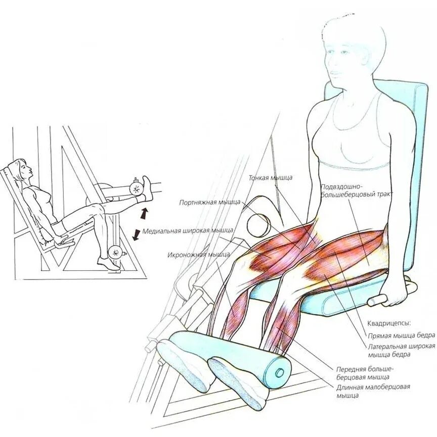 Как накачать внутренние мышцы. Разгибание бедра в тренажере техника. Тренажер для сгибания и разгибания ног. Разгибания ног в тренажере группы мышц. Разгибание ног сидя в тренажере техника.