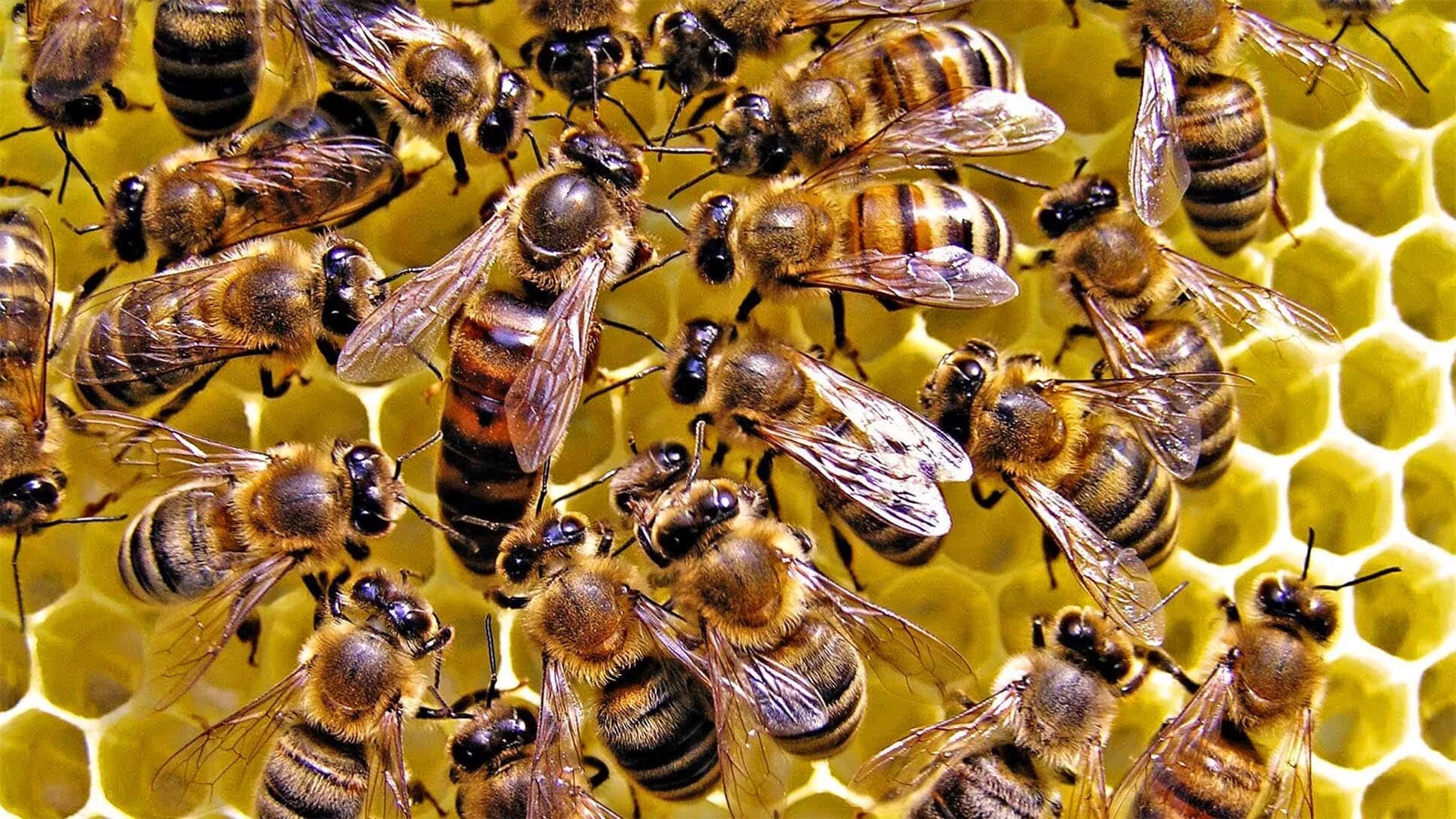 Пчеломатка Карпатка. Пчеломатка Карника. Пчеломатки Бакфаст. Пчеломатка среднерусской породы. Жизнь пчел рабочих