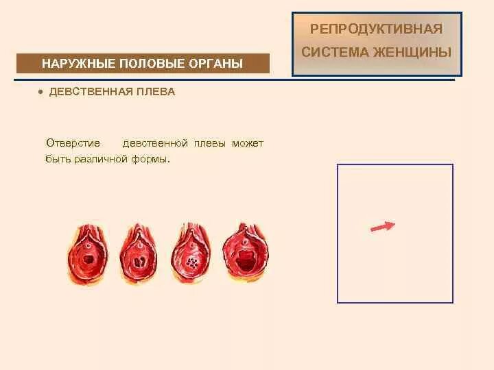 Признаки девственницы