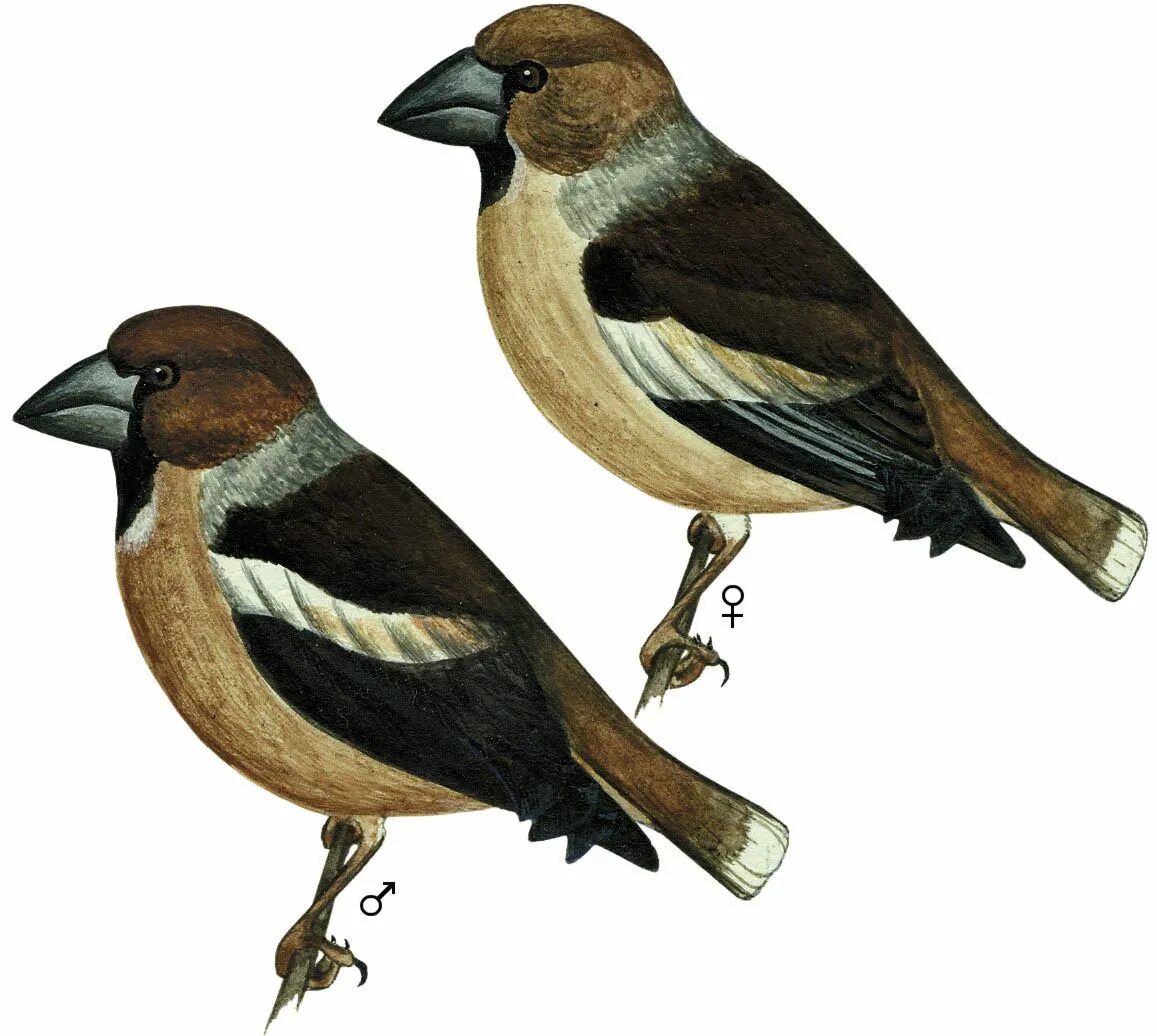 Дубонос птица самка и самец. Дубонос самец. Обыкновенный Дубонос самка. Дубонос самка