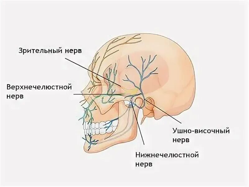 Как проверить тройничный нерв. Иннервация ушно височный нерв. ушно височный нерв ветвь какого нерва. ход ушно височного нерва. передний глубокий височный нерв.