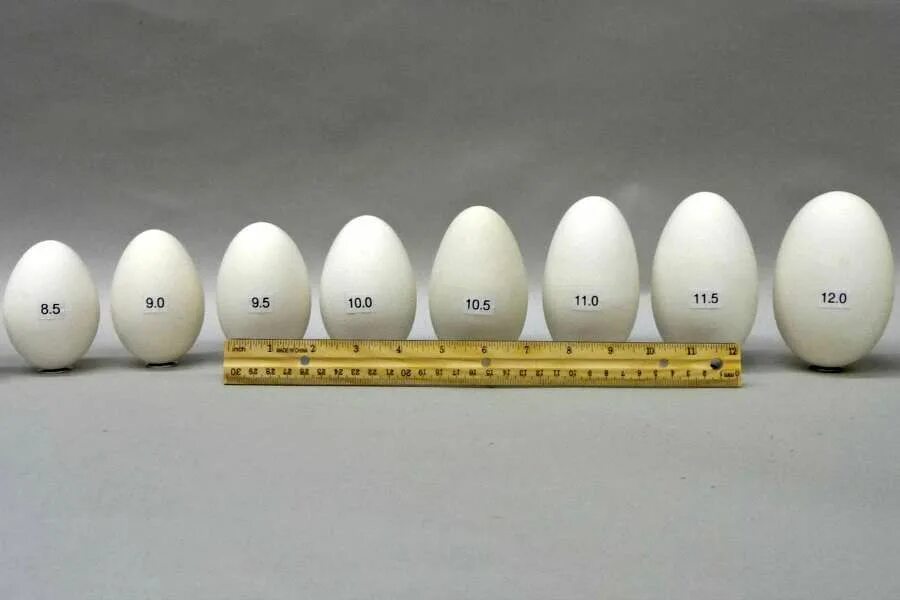 Размер яйца со. Орхидометр Прадера. Размер яиц. Размер яичек. Номера размеров яиц.