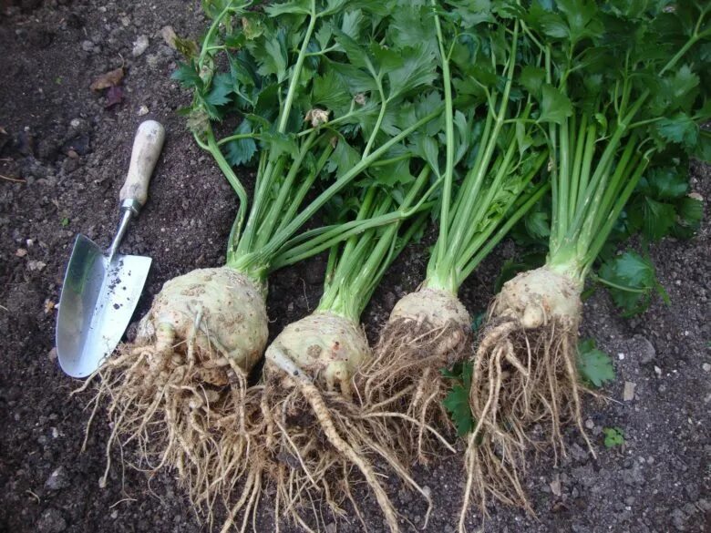 Сельдерей черешковый аврора. Сельдерей черешковый танго. Apium graveolens. Рассада сельдерея корневого. Сельдерей клубневый.