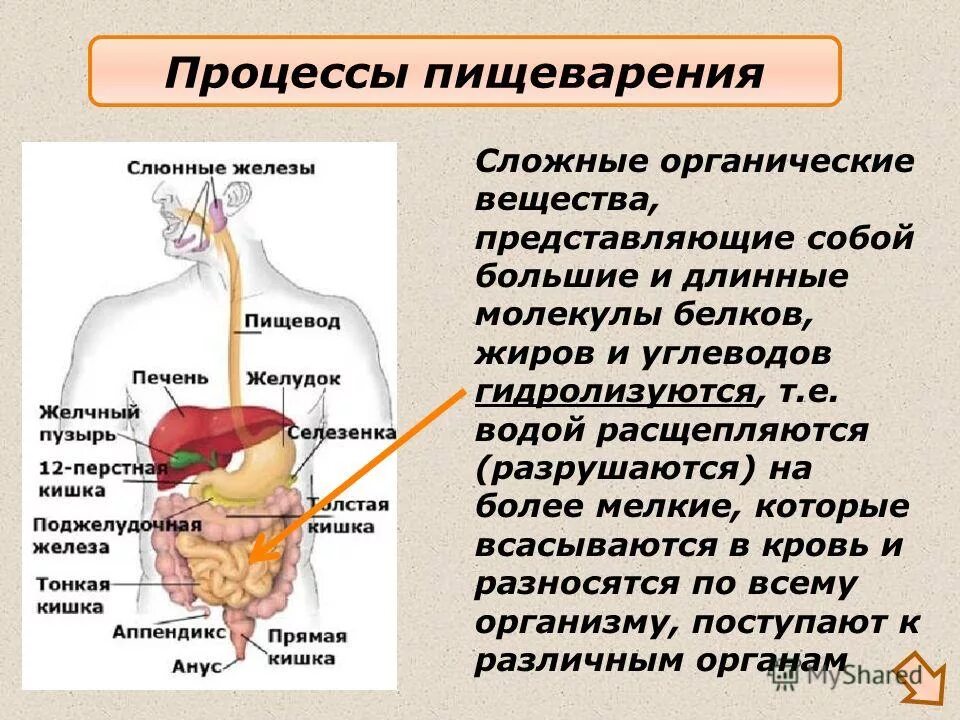 Желчь расщепляет углеводы расщепляет жиры