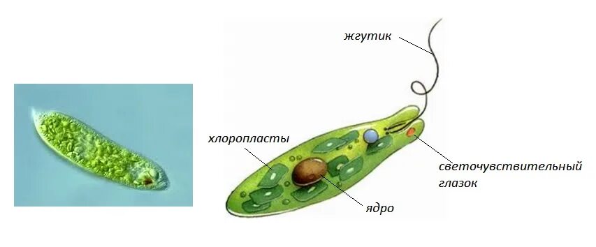 Хлоропласты жгутики. Эвглена зеленая водоросль. Хламидомонада и эвглена зеленая. Строение жгутика эвглены. Светочувствительный глазок эвглены.