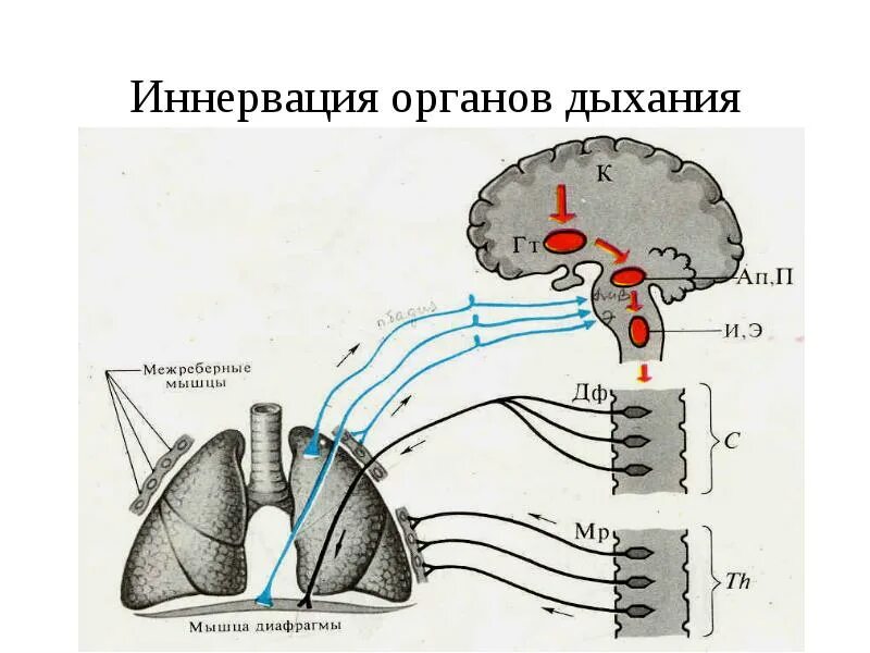 Регуляция блуждающего нерва. Схема рефлекса Геринга-Брейера. Рефлекс Геринга-Брейера в регуляции дыхания физиология. Рефлекс Геринга-Брейера в регуляции дыхания схема. Схема рефлекторной дуги рефлекса Геринга–Брейера:.