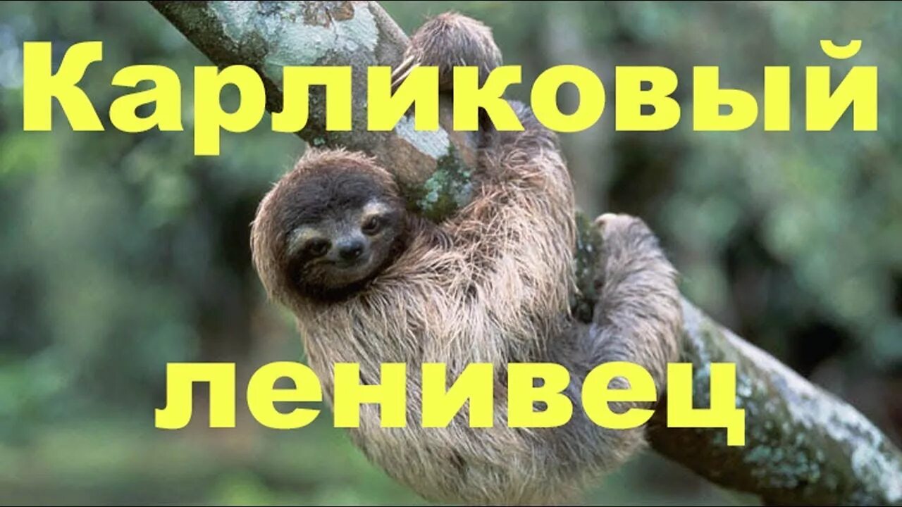 Pin on Cute sloth