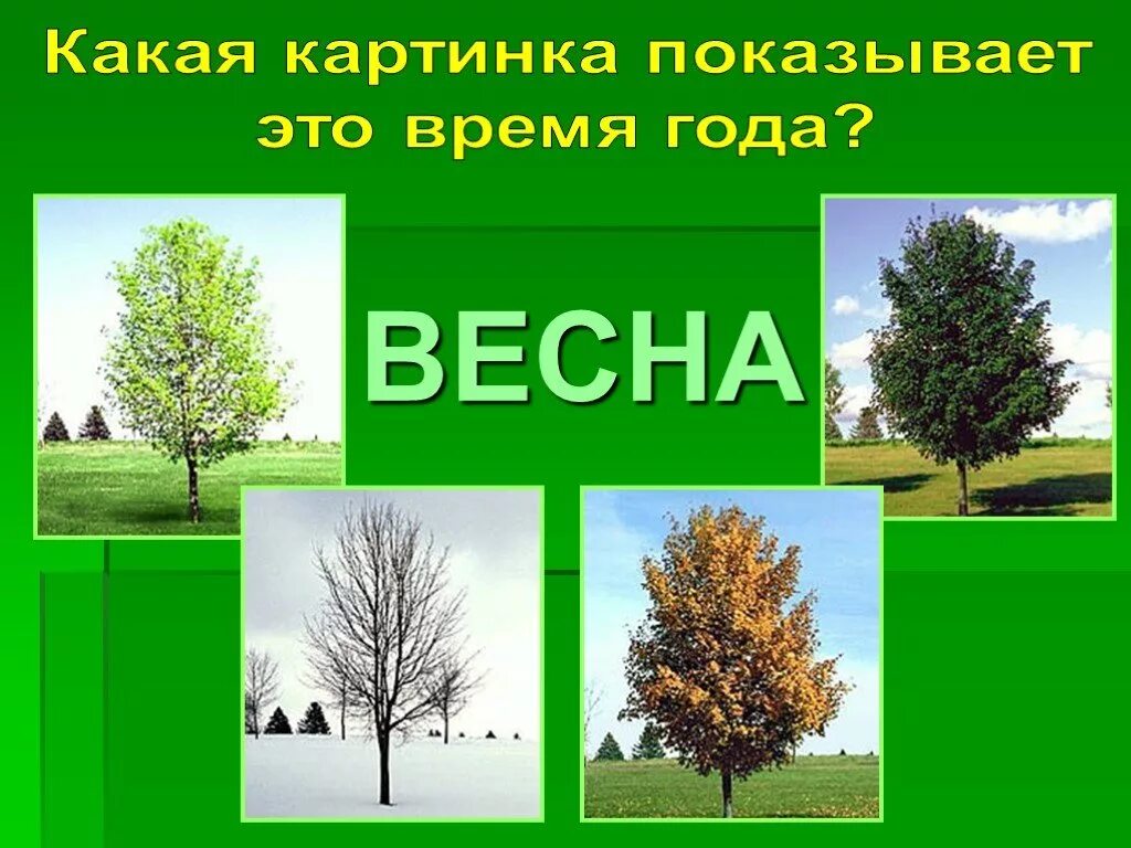 Сезонные изменения весной 5 класс. Изменение деревьев весной. Тема деревья весной. Тема недели весенние деревья.