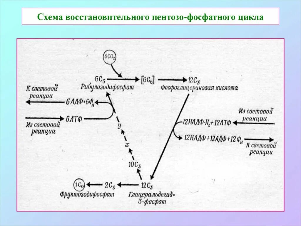 Пентозо фосфатный цикл. Схема восстановительных процессов в организме.. Образование НАДФН. Восстановительная фаза цикла Кальвина.