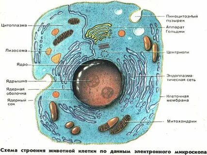 Способ питания растительной клетки и животной