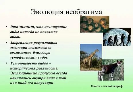Понятия и определения эволюция