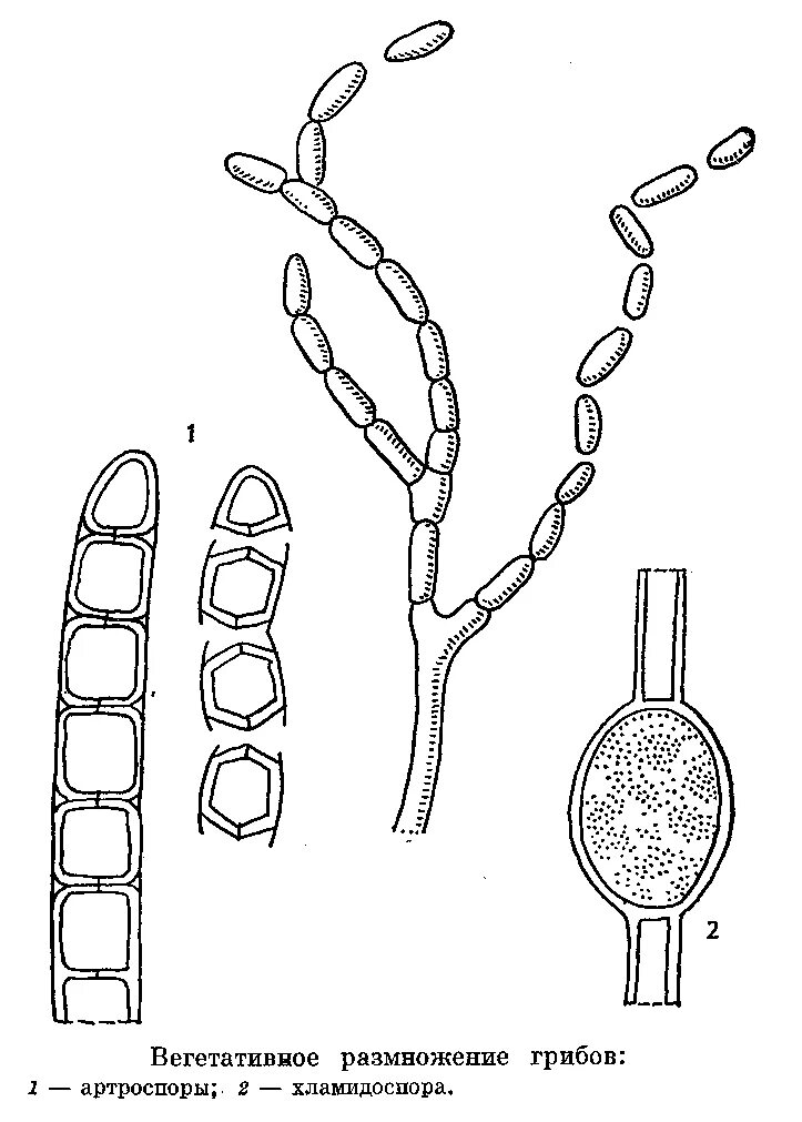 Вегетативные споры грибов. Хламидоспоры кандида. Вегетативное размножение грибов частями мицелия. Вегетативный способ размножения грибов. Размножение артроспоры.