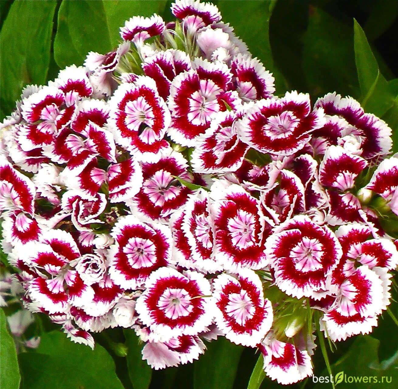 Диантус, гвоздика (турецкая). Гвоздика турецкая (Dianthus barbatus). Гвоздика турецкая Диабунда ред. Гвоздика турецкая Жоржетта. Цветы турецкой гвоздики