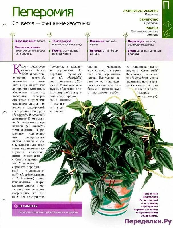 Отдам пеперомию - обсуждение (33309495) на форуме nn.ru