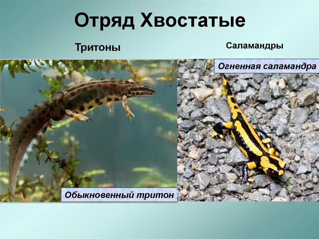Система хвостатых земноводных