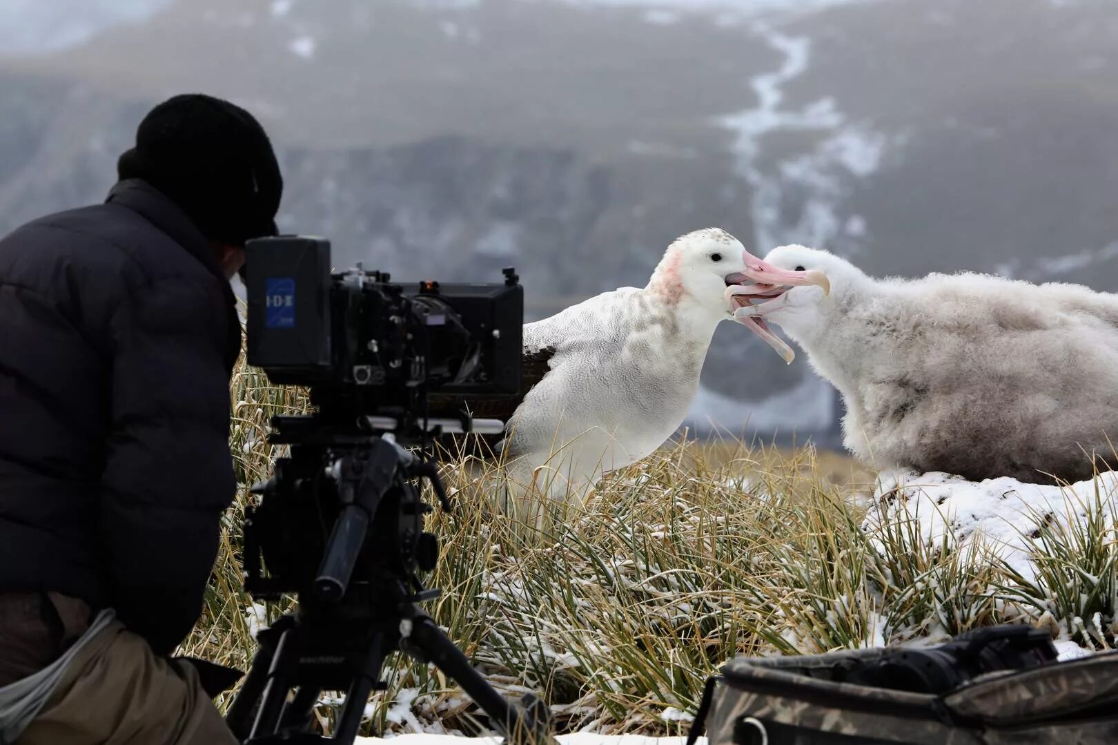 "Our Planet" от Netflix.. Our Planet 2019 Netflix. I saw an documentary