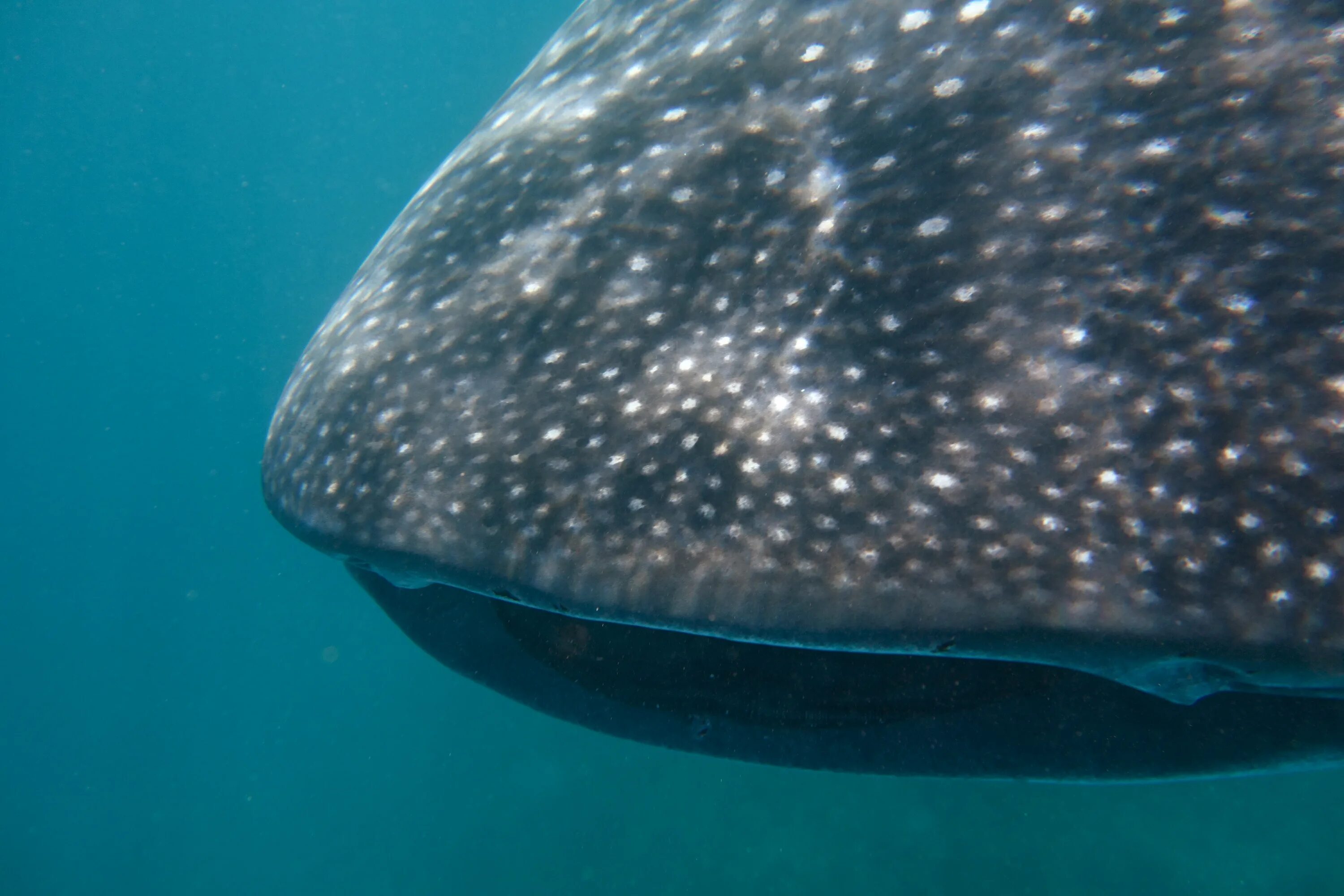 Какую функцию выполняют жабры у китовой акулы. Whale Shark (Rhincodon typus). Китовая акула риф. Китовая акула Детеныши. Китовая акула вес.