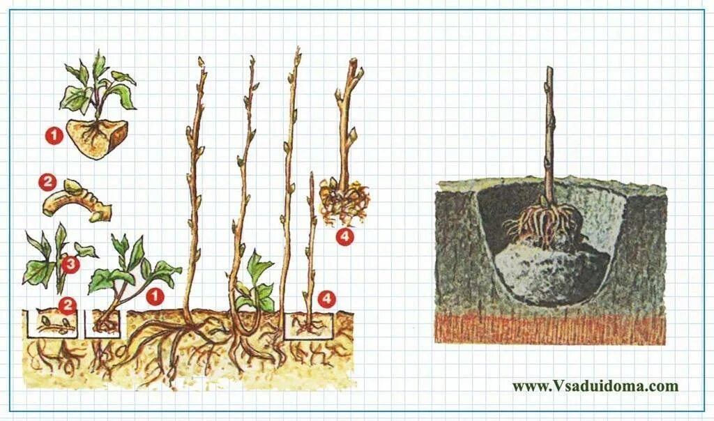 Малина дерево Таруса. Малиновое дерево Таруса размножение. Малина дерево ремонтантная. Малина Таруса малиновое дерево размножение. Как правильно посадить малиновое дерево