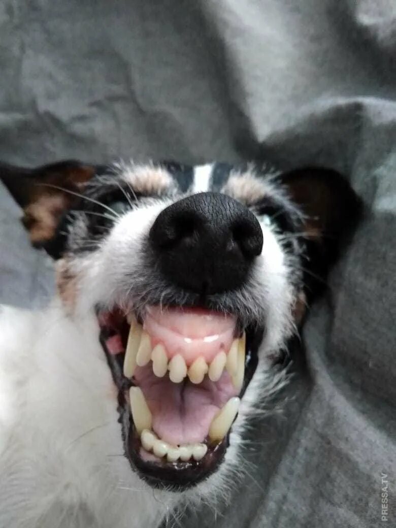 Над всеми ржу. Ой ржу не могу. Лошадь ржет. Конь улыбается. Мем ржу нимагу.