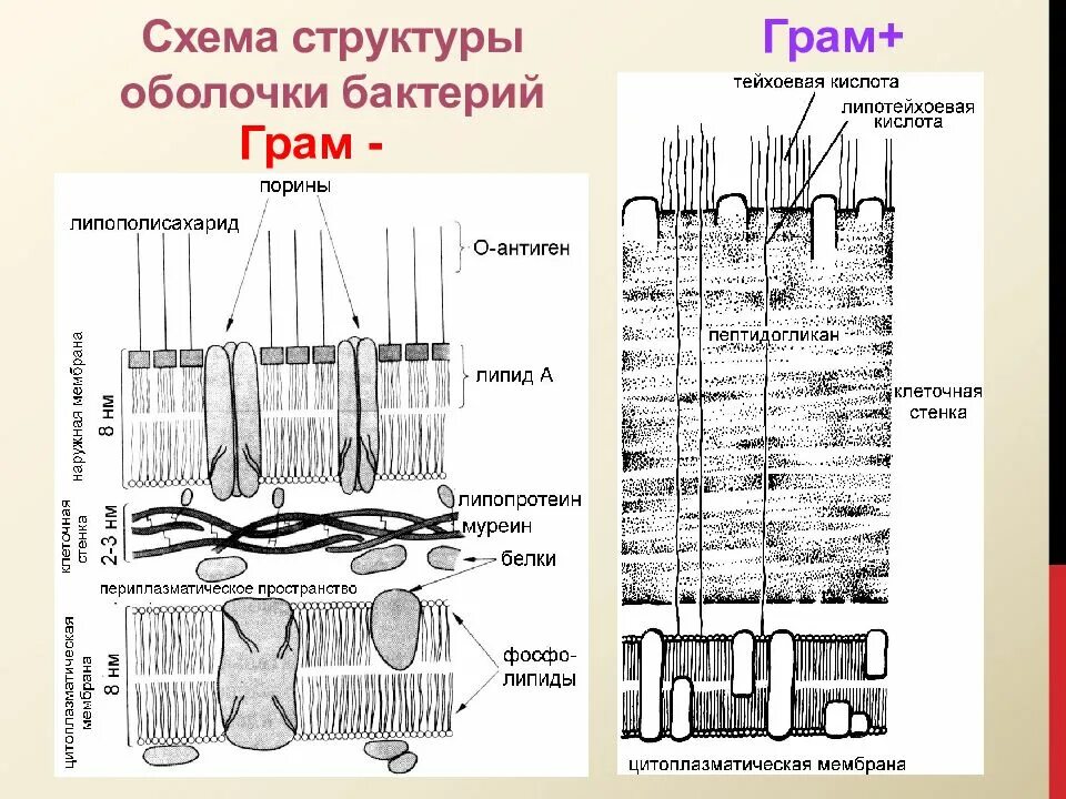 Состав и строение оболочки. Толщина клеточной стенки грамотрицательных бактерий. строение клеточной стенки грам и грам- бактерий. клеточная стенка грам + и грам - бактерий. строение клеточной стенки грам -.