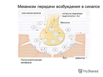 Синапс механизм передачи