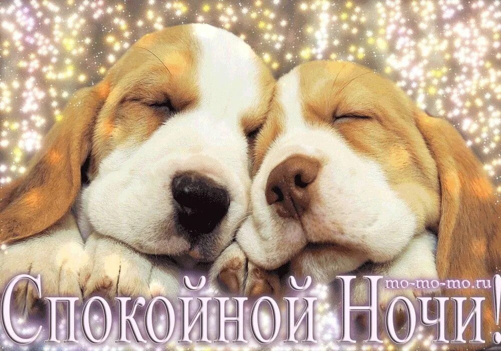 Картинки добро ночи с животными. Доброй ночи собаки. приятных снов собачки. добрых снов собаки. доброй ночи с щенками.