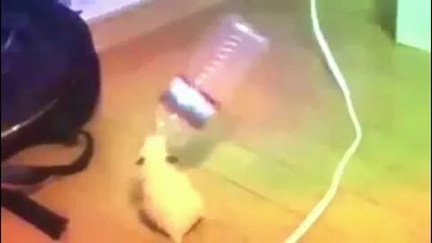 Как прокачать хомяка в hamster kombat быстро