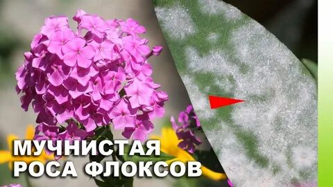 Обработка флоксов от мучнистой