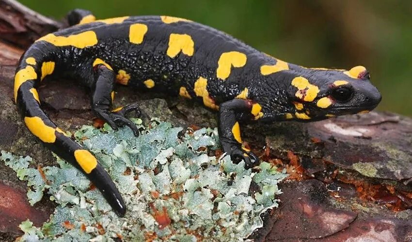 Тритон огненная саламандра. Огненная саламандра. Саламандра видео. Саламандра видео. Огненная саламандра хвостатые земноводные.