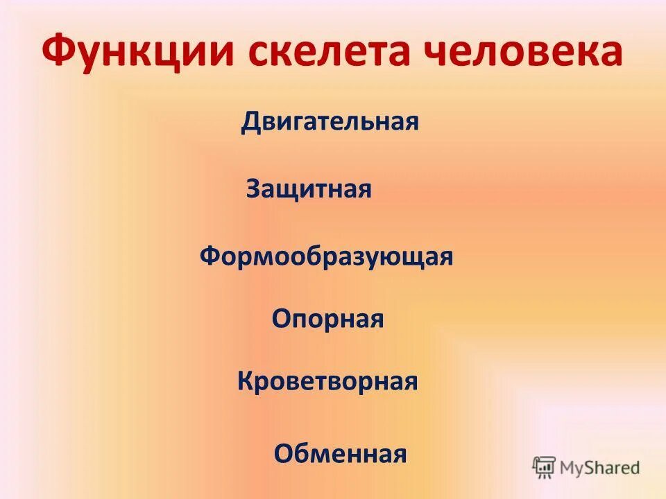 Функции скелета человека механическая