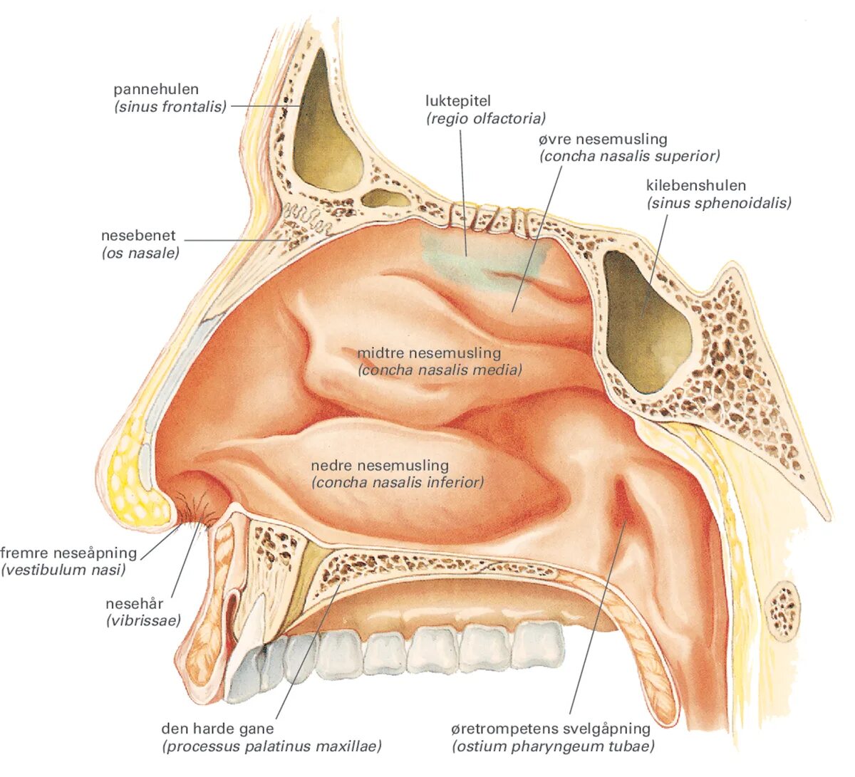 Костная стенка которая отделяет полость рта. Лобная пазуха (Sinus frontalis). Апертура носовой пазухи. Sinus frontalis нос.